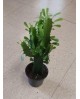 Euphorbia trigona m13 30/40cm                     