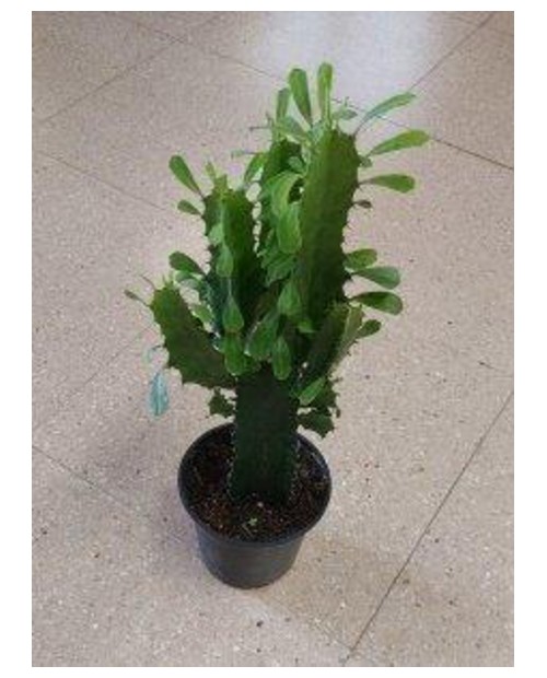 Euphorbia trigona m13 30/40cm                     