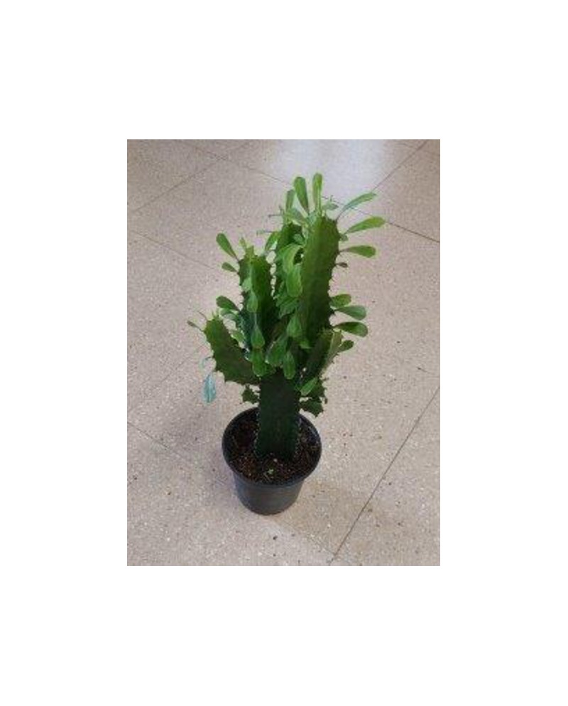 Euphorbia trigona m13 30/40cm                     