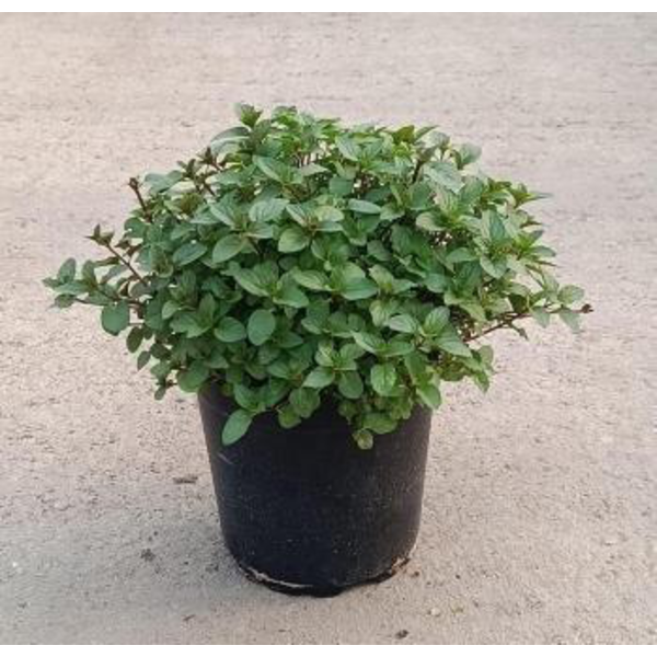 Menta chocolate (piperita citrata) m17            