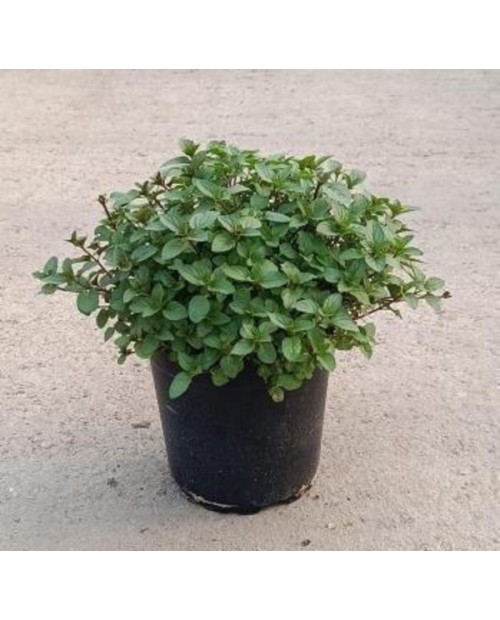 Menta chocolate (piperita citrata) m17            
