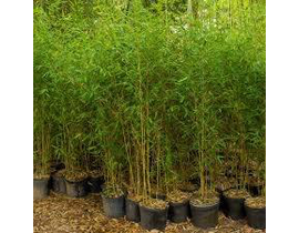 Bambu phyllostachys aurea 18lt 200/250            