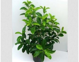 Viburnum lucidum m14 ES/09/250008                 