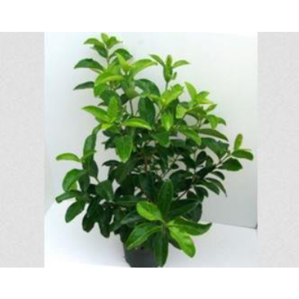 Viburnum lucidum m14 ES/09/250008                 