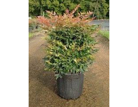 Nandina domestica obsessed seika 5lt              