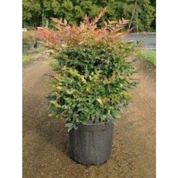 Nandina domestica obsessed seika 5lt              