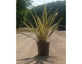 Phormium tenax variegata 10lt                     