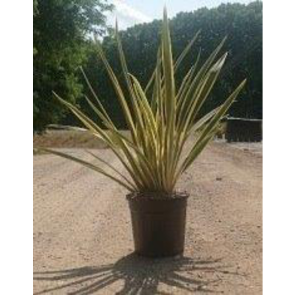 Phormium tenax variegata 10lt                     