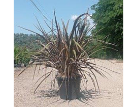 Phormium bronze baby 10lt                         