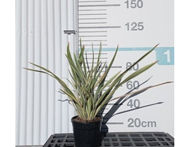 Phormium tenax variegata 10lt                     