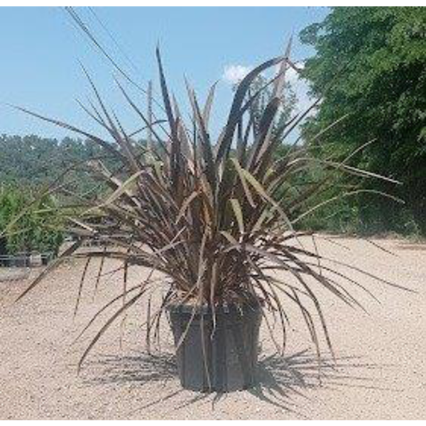 Phormium bronze baby 10lt                         