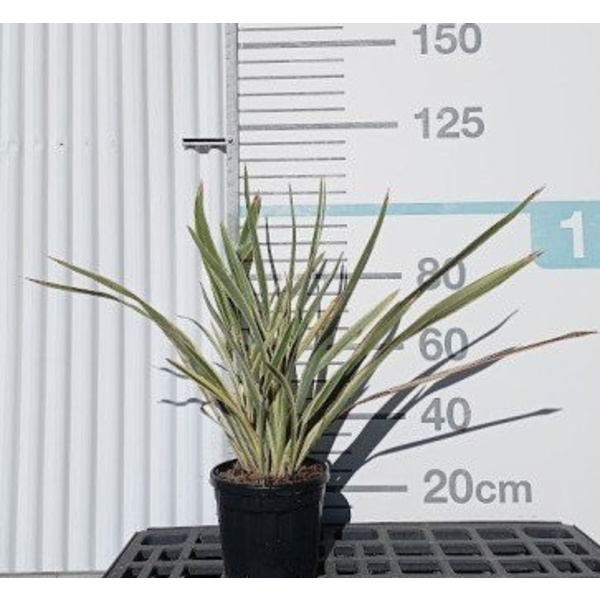 Phormium tenax variegata 10lt                     