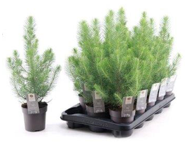 Pinus pinea siver crest m10                       