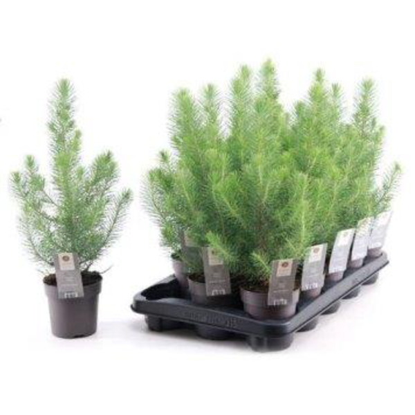 Pinus pinea siver crest m10                       