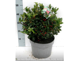 Ilex mes.blue maid bola m26 40cm                  