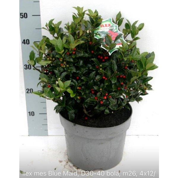 Ilex mes.blue maid bola m26 40cm                  