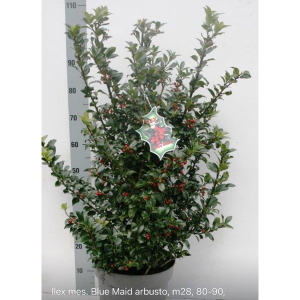 Ilex mes.blue maid arbusto m28 80cm               