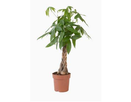 Pachira aquatica m23  120cm                       