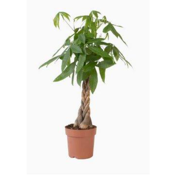 Pachira aquatica m23  120cm                       