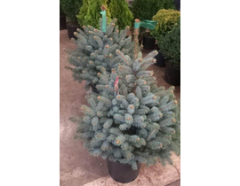 Picea pungens superblue c-12lt 70/80cm            
