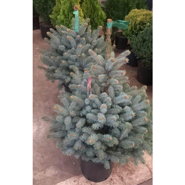 Picea pungens superblue c-12lt 70/80cm            