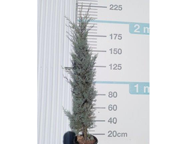 Cipres arizonica fastigiata 18lt 175/200          