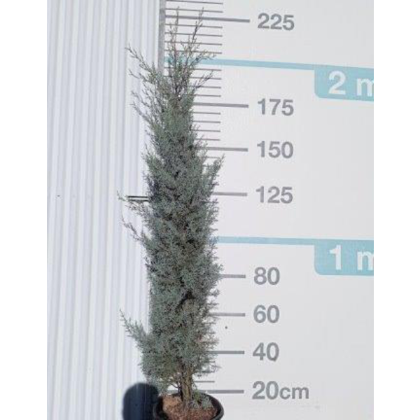 Cipres arizonica fastigiata 18lt 175/200          