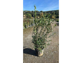 Phillyrea angustifolia c-10lt 100/120cm           
