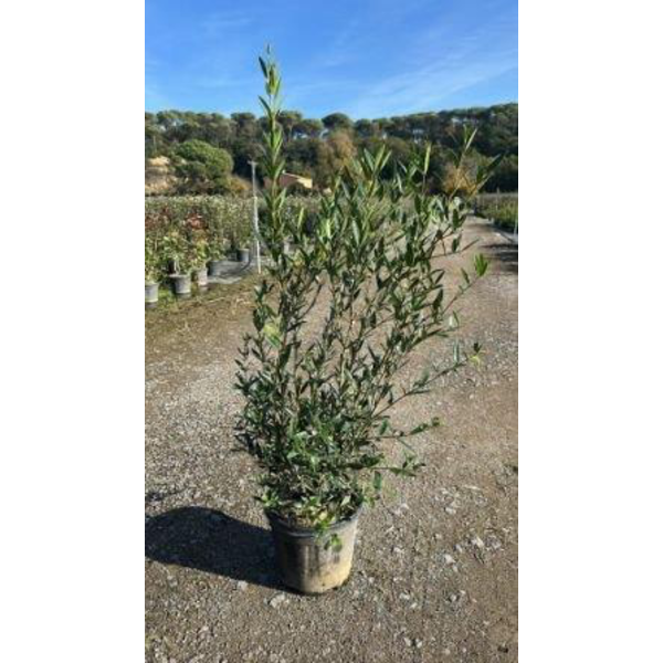 Phillyrea angustifolia c-10lt 100/120cm           