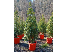 Ilex meser. heckenfee 125/150                     