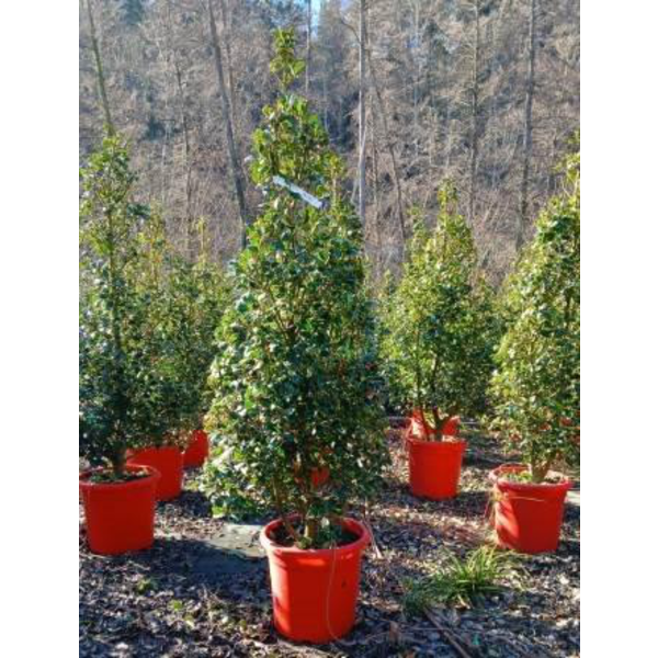 Ilex meser. heckenfee 125/150                     