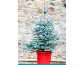 Picea pungens blue diamond 100/125                