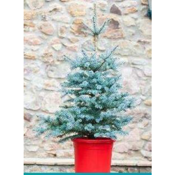 Picea pungens blue diamond 100/125                