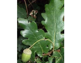 Quercus robur c-10lt 150/175                      