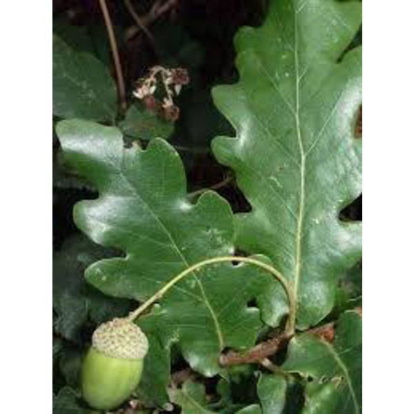 Quercus robur c-10lt 150/175                      