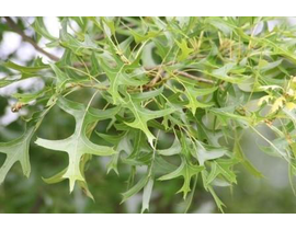 Quercus palustris 10/12 maceta                    
