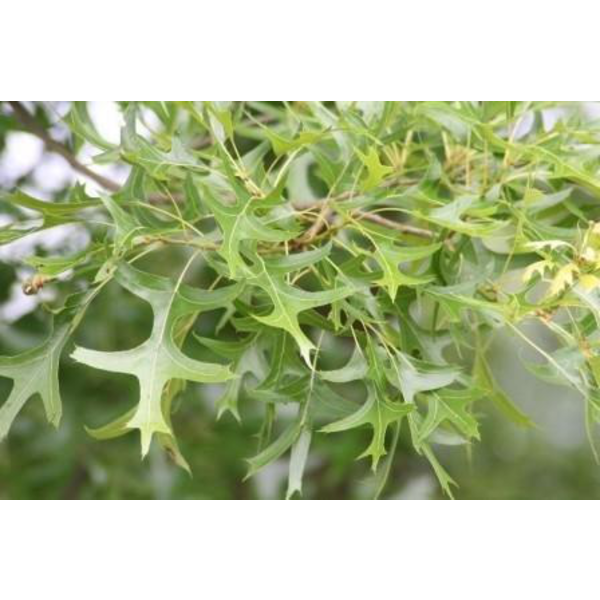 Quercus palustris 10/12 maceta                    