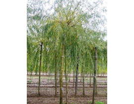 Salix alba vitellina 10/12 maceta                 