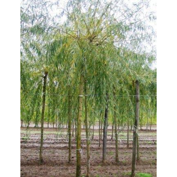 Salix alba vitellina 10/12 maceta                 