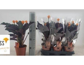 Maranta crocata 14                                