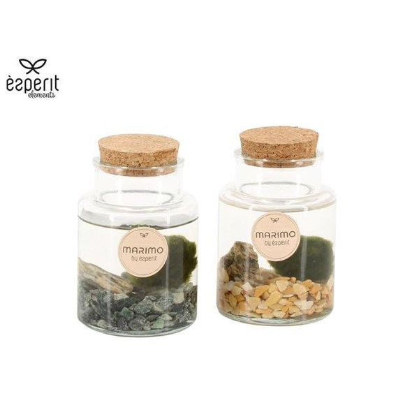 Marimo en botella 7x10                            