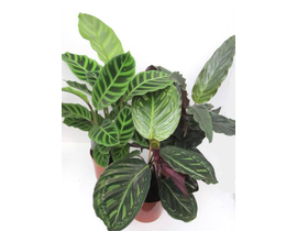 Maranta mixta m12                                 