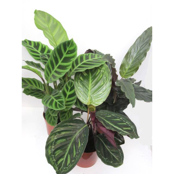 Maranta mixta m12                                 