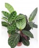 Maranta mixta m12                                 
