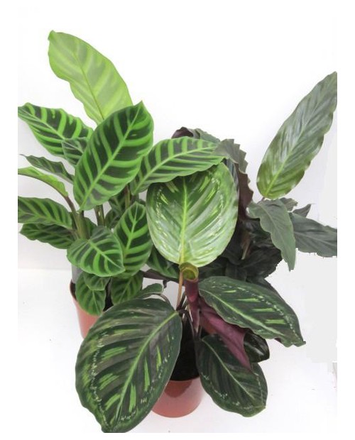 Maranta mixta m12                                 