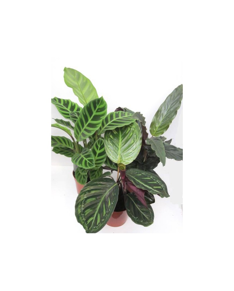 Maranta mixta m12                                 