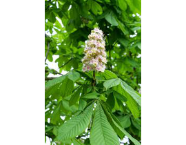 Aesculus hippocastanum blanco 10/12 maceta        