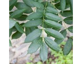 Fraxinus excelsior 10/12 maceta                   