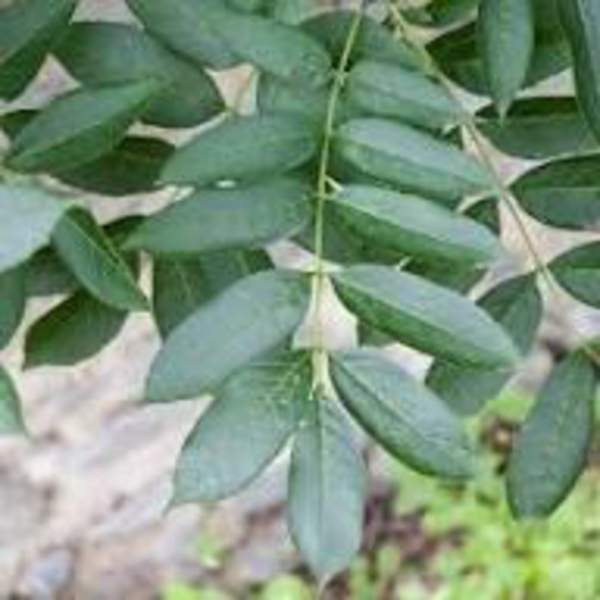 Fraxinus excelsior 10/12 maceta                   