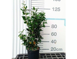 Ligustrum texacum 10lt 80/100                     